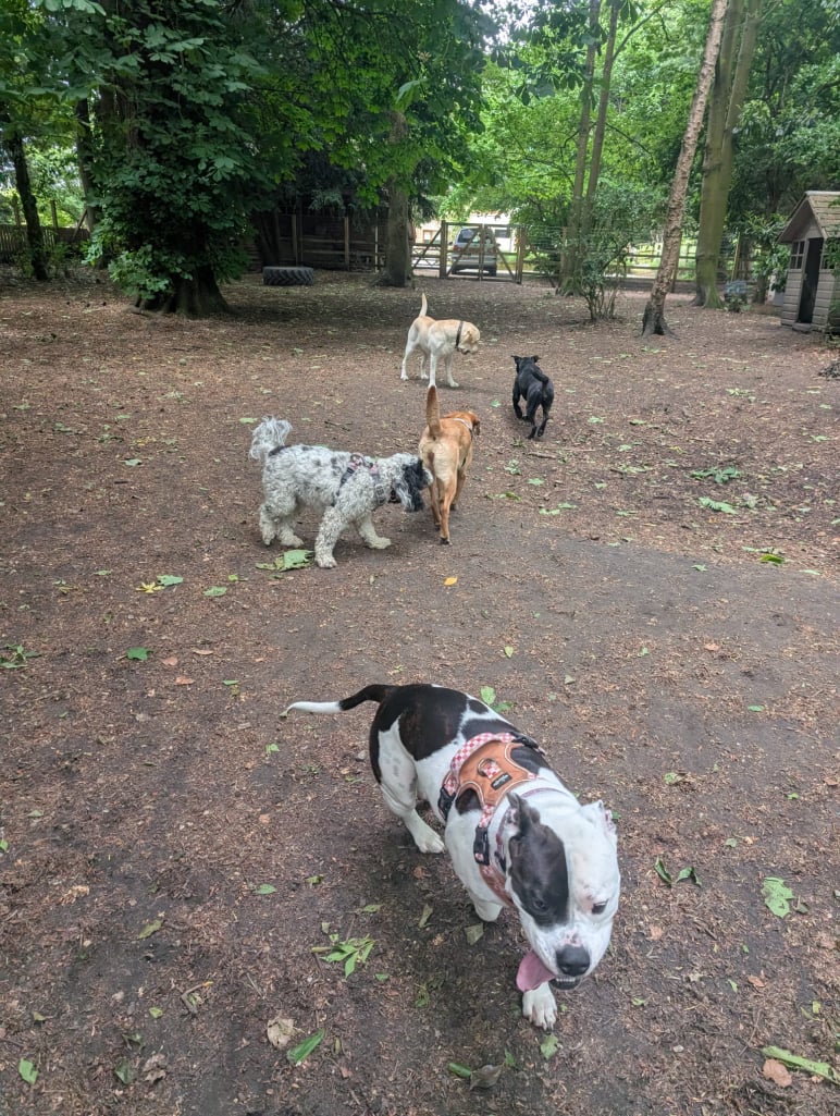 At Happy Hounds