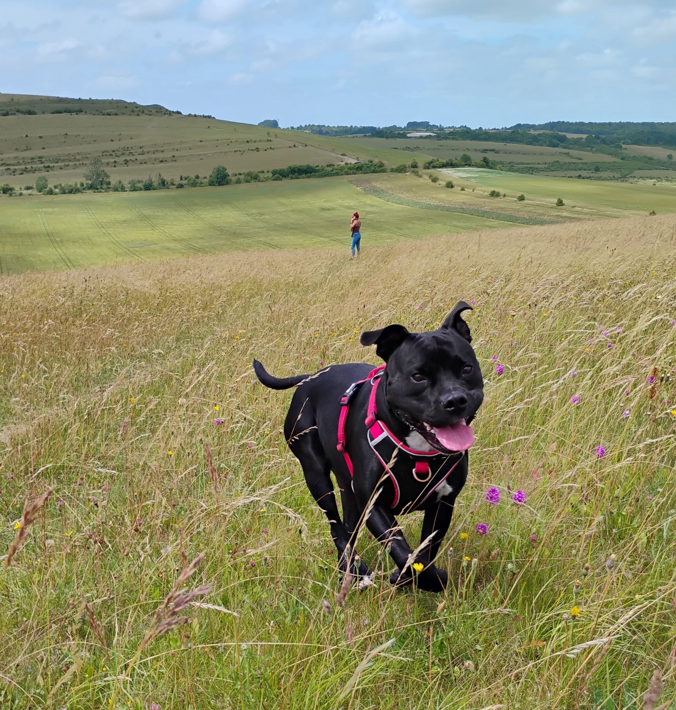 Salisbury Plain